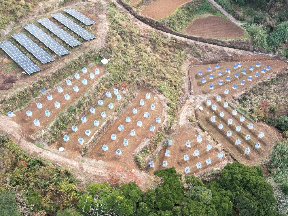 松浦市のアボカド農場 空撮