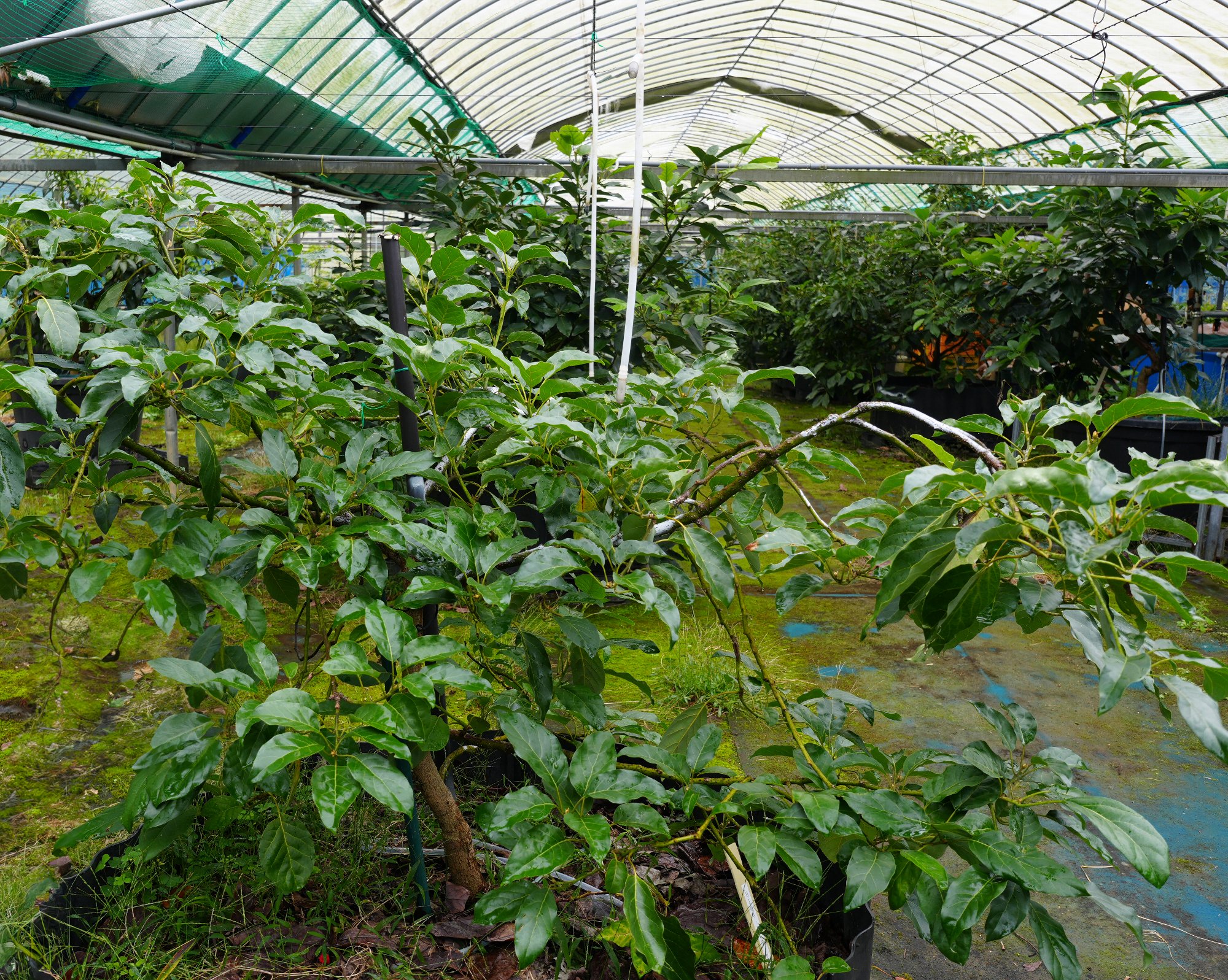 ハウス内アボカド植栽
